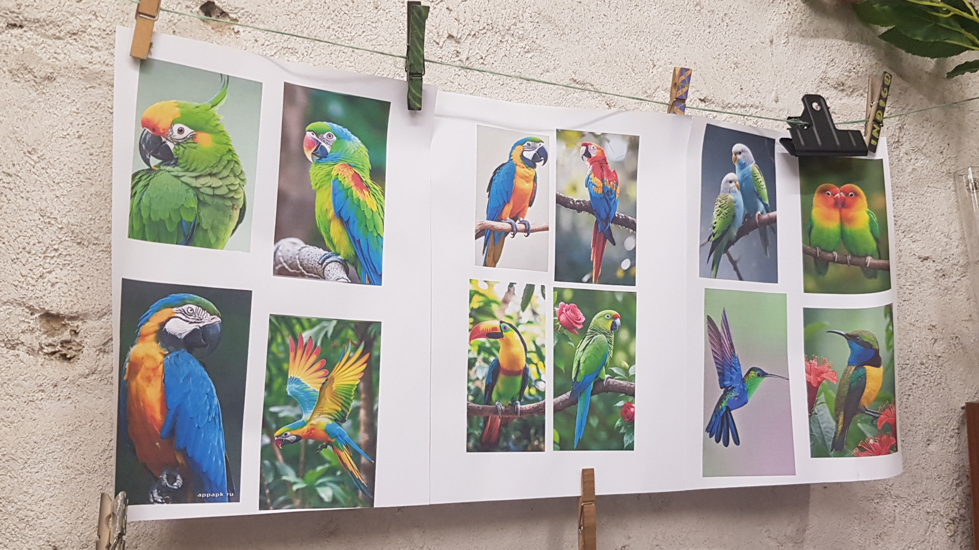Coulisses d'un atelier BD : à la découverte des oiseaux tropicaux